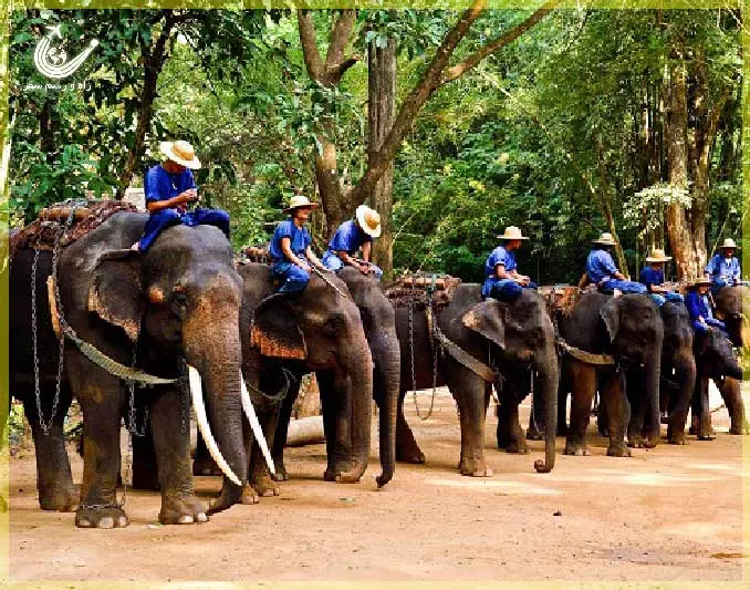 Elephant-Village-Pattaya-1